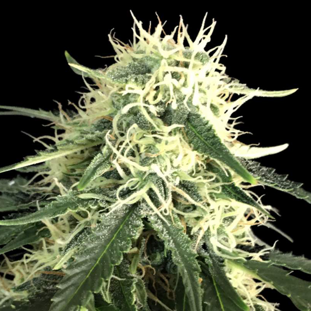 Original Sensible Seeds White Crystal Meth Auto Image 4